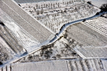 Weinberge im Schnee, Rheingau