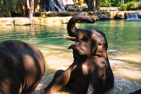 Am Tad Sae lieben es die Elefanten zu baden...