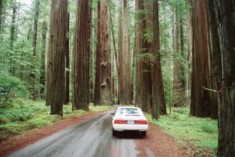 USA, Redwood-Nationalpark, California, Weltnaturerbe der UNESCO