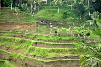 INDONESIEN, Reisterrassen von Jatiluwih, Subak-System, Bali, Weltkulturerbe der UNESCO