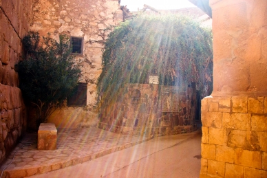  Der brennende Dornbusch im Katharinenkloster, Sinai, Ägypten
