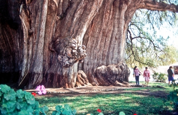 MEXICO, Weltnaturerbe Ahuehuete Baum (Sumpfzypresse) in Santa Maria del Tule, Oaxaca