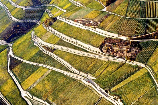 Weinterrassen bei Rüdesheim am Rhein