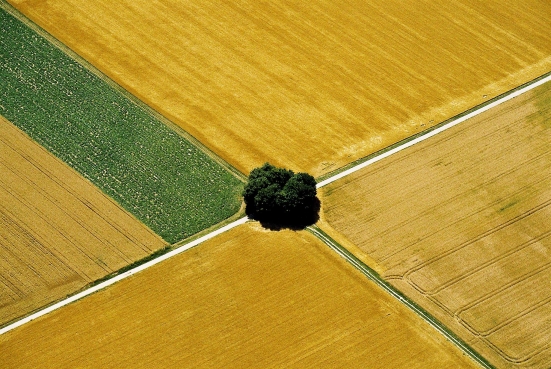 Bäume an einer Wegekreuzung in Rheinhessen