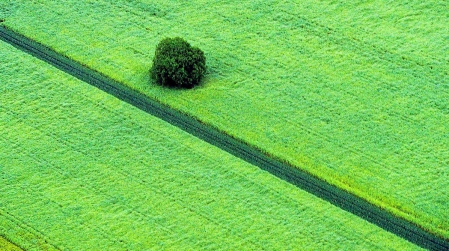 Baum in einem Rapsfeld, Rheinhessen