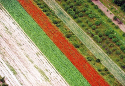 Felder in Rheinhessen