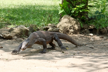 Komodowaran auf Komodo