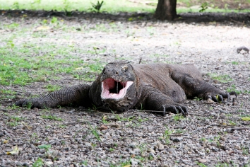 Komodowaran auf Komodo