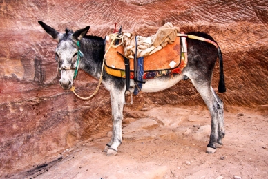 Reitesel in Petra