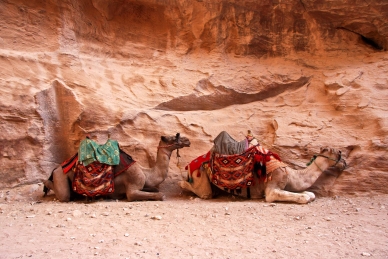 Reitkamele in Petra
