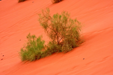 Wadi Rum