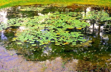 Lotus in einem Tümpel in Angkor, Kambodscha