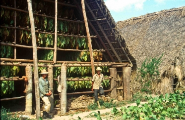 Tabakdarre in Vinales, Kuba