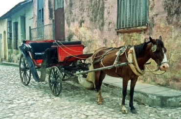 Caballo in Trinidad, Sancti Spiritus, Kuba