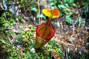 Kannenpflanze am Mount Kinabalu, Sabah, Borneo, Malaysien
