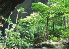 Fledermaushöhlen in Mulu, Sarawak, Borneo, Malaysien