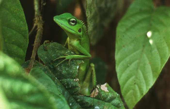 Grüne Echse im Mulu Nationalpark, Sarawak, Borneo, Malaysien