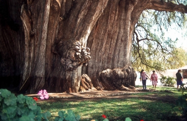 El Tule, eine Sumpfzypresse ist mit über 14m Durchmesser dickster Baum der Welt, Oaxaca, Mexiko