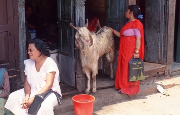 Metzgerei in Thamel Kathmandu