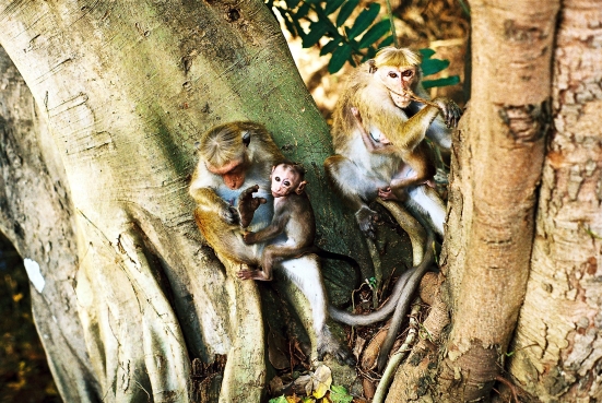 Affenfamilie in Polonnaruwa, Sri Lanka