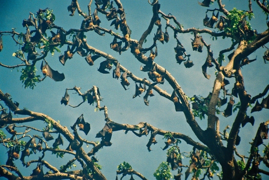 Fliegende Hunde im Botanischen Garten in Kandy, Sri Lanka