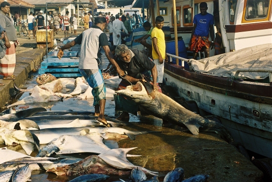 Der Fang wird angelandet in Mirissa, Sri Lanka