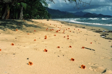 White Sand Beach, Koh Chang, Thailand