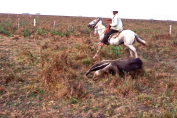 Gaucho und Ameisenbär, Llanos, Venezuela