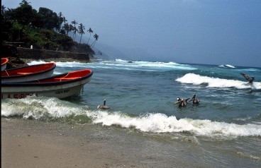 Pelikane in Puerto Colombia