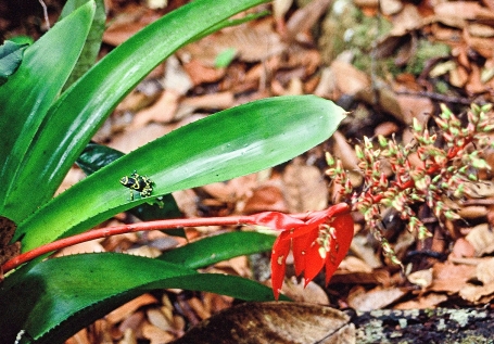 Pfeilgiftfrosch oder Baumsteigerfrosch