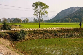 Enten in den Reisfeldern bei Hanoi