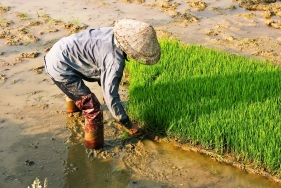 Reispflanzerin bei Ninh Binh, Vietnam
