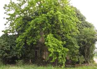 Nonnenaue Heidesheim