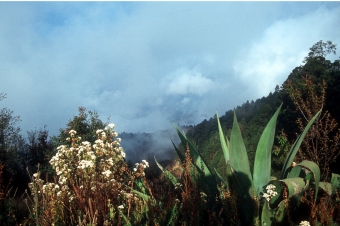 MEXIKO, Agavenlandschaft im Hochland von Oaxaca, Weltnaturerbe der UNESCO