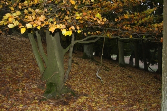 DEUTSCHLAND, Alte Buchenwälder, Nationalpark Kellerwald-Edersee, Weltnaturerbe der UNESCO