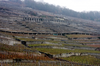 SCHWEIZ, Weinberg-Terrassen in Lavaux, Weltkulturerbe der UNESCO