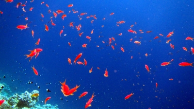 Soldatenfische im Blue Hole nahe Dahab