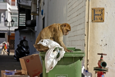 Affen in der Stadt, Gibraltar