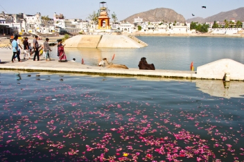 Heilige Stadt Pushkar, Rajasthan, Indien