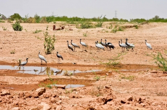 Jungfernkraniche (Grus virgo) in Keechen, Rajasthan