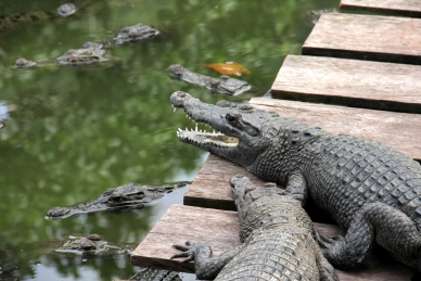Krokodile in West Papua