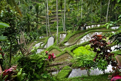 Reisterrassen in Tegallalang, Bali, Indonesien