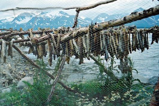 Lachs wird getrocknet, Norwegen