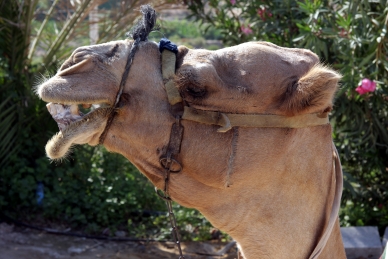Kamel in Jericho, Westjordanland