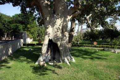 Der Maulbeer-Feigenbaum auf dem Zachäus bei der Ankunft Jesus in Jericho saß