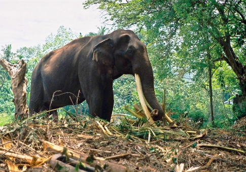 Arbeitselefant mit langen Stosszähnen