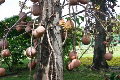 Couroupita guianeses Aubl, Koh Samui, Thailand