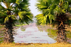 Lotusteich in Ayutthaya, Thailand